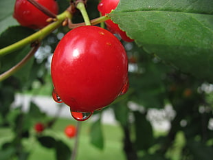 closed up shot of red cherry