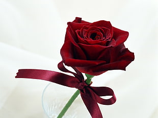 red Rose flower HD wallpaper
