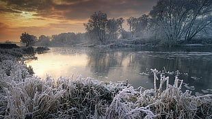 green trees, nature, landscape, winter, sunset