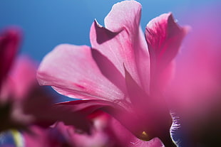 purple petaled flowers under blue sky