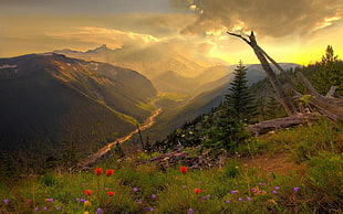 red flowers, landscape, nature, mountains