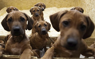 brown puppies HD wallpaper