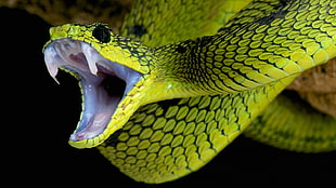 green snake, nature, animals, snake, black background HD wallpaper