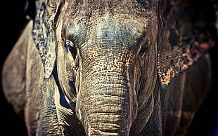 Elephant photography in shallow focus lenbs HD wallpaper