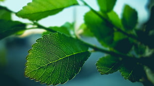 macro shot of green leaves