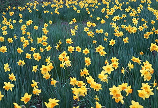 bed of yellow petaled flower