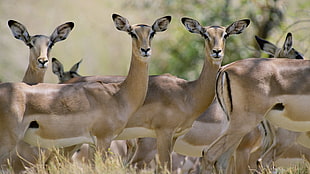herd of antelopes HD wallpaper