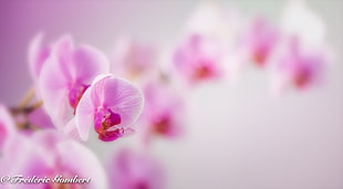 pink orchid in macroshot HD wallpaper