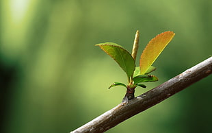 macro shot of green plant