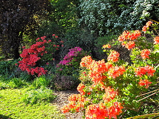 orange flower plant near red flower plant at daytime HD wallpaper