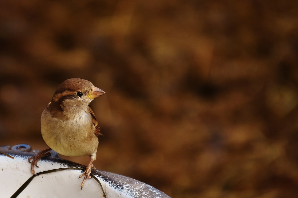 selective focus photography of brown sparrow perching on birdbath HD wallpaper