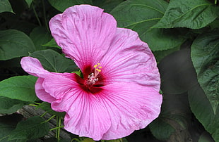 pink hibiscus