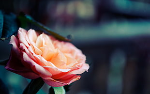 pink flower, rose, flowers, plants HD wallpaper