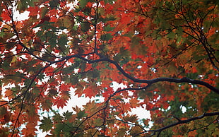 green and red maple tree HD wallpaper