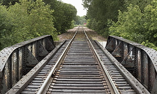 bridge near trees photo