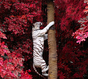 white Bengal tiger climbing tree trunk