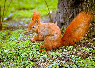 selective focus photography of orange squirrel near brown tree HD wallpaper