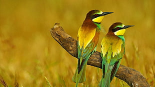 two brown-and-green birds, nature, animals, birds, bee-eaters HD wallpaper