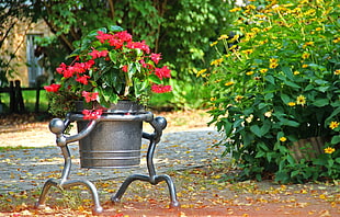 red Geranium flowers in grey pot at daytime