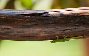 macro photography of red reptile