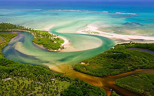 green forest, forest, river, jungle, Brazil