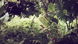 green chameleon in wood branch during daytime HD wallpaper