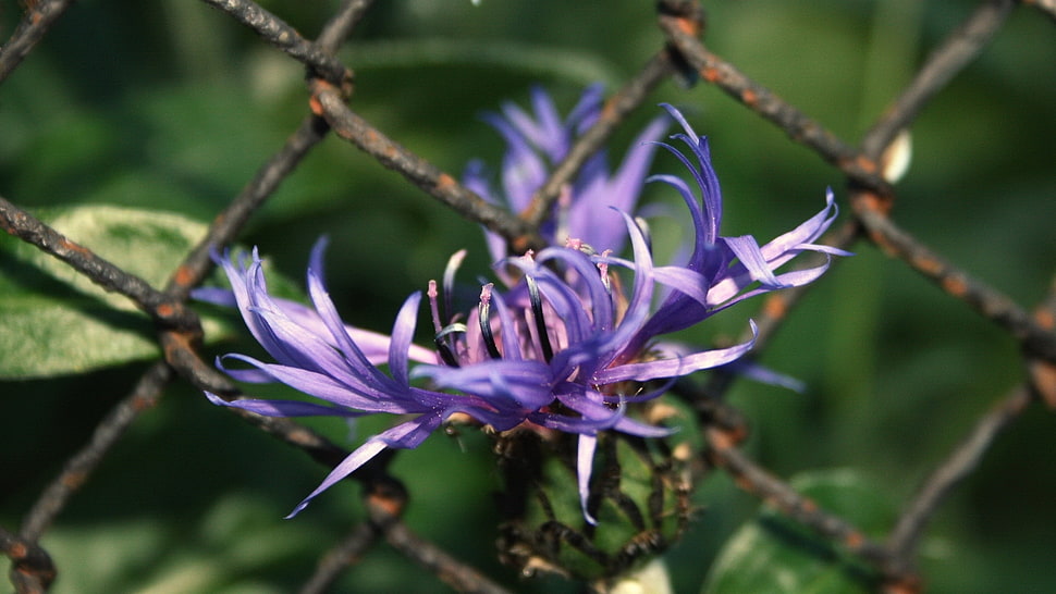 blue cornflower beside chain link fence in close up photography HD wallpaper