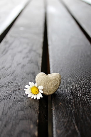 daisy flower and gray rock, photography, flowers, love, wooden surface HD wallpaper