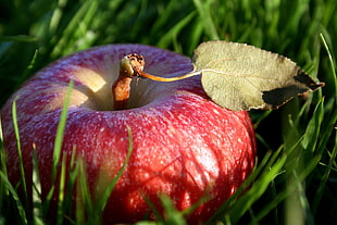 close-up photography of red apple
