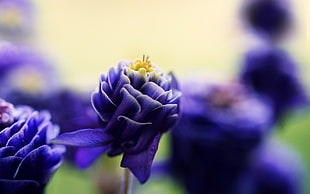 purple petaled flowers HD wallpaper