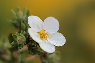 macro photography of white flower HD wallpaper