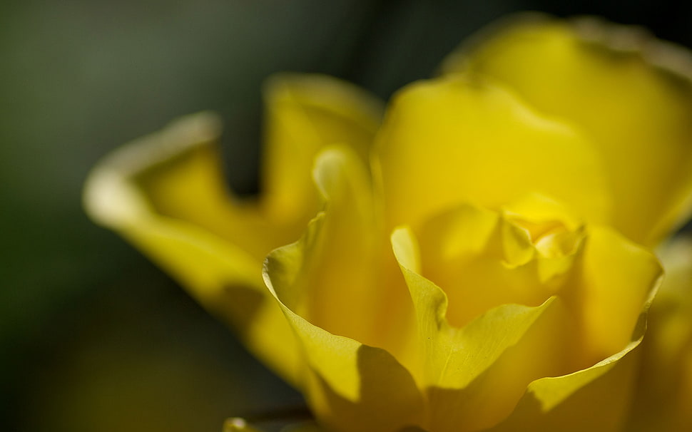 macro photography of yellow petal flower HD wallpaper