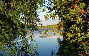 green trees, forest, lake, nature