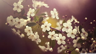 white flowers, nature, macro, flowers, plants