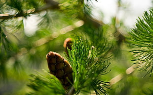 macro shot photography of pine cone
