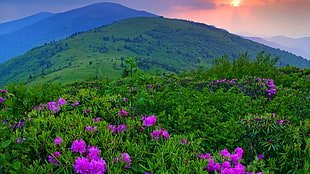 green grasses and pink flowers, landscape, flowers, mountains, purple flowers HD wallpaper
