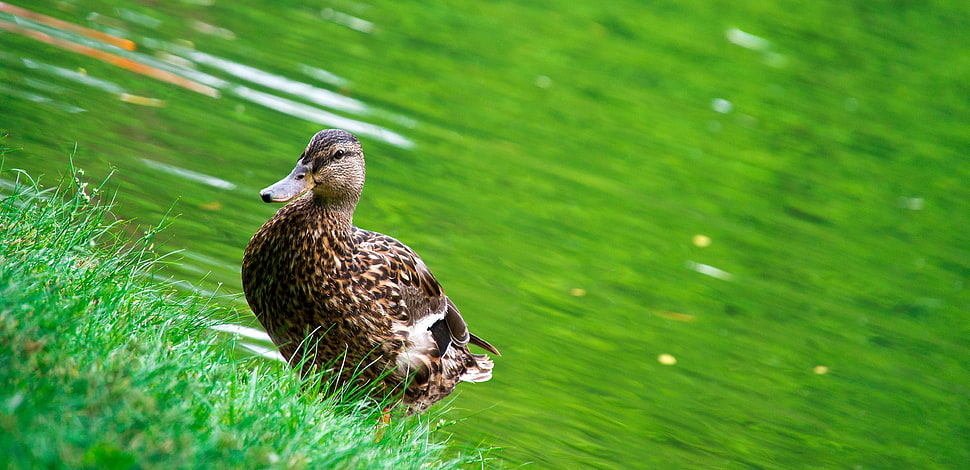 female mallard duck near body of water HD wallpaper