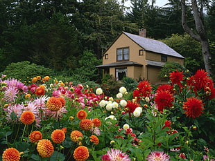 multicolored Mums flowers and brown house during daytime HD wallpaper