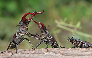 two red-and-black beetle fighting beside female beetle HD wallpaper