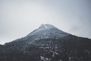 green trees, Alps, mountains, snow, mist