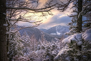 white and black tree painting, landscape, nature, winter, sunset