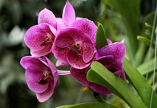 purple orchids HD wallpaper