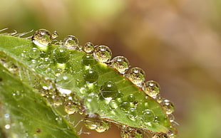 macro photography of droplets of water