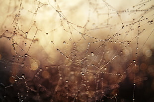 water drops, macro, depth of field, spiderwebs