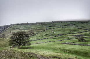 aerial photo of green plains under gray clouds