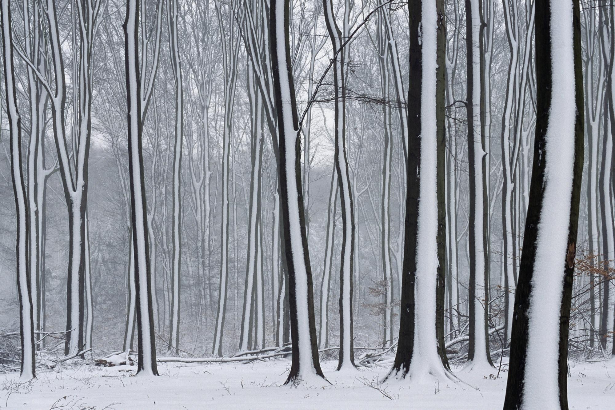 black and white window curtain, forest, snow, winter
