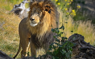 photography of Lion