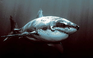 white and black Shark illustration, animals, shark HD wallpaper