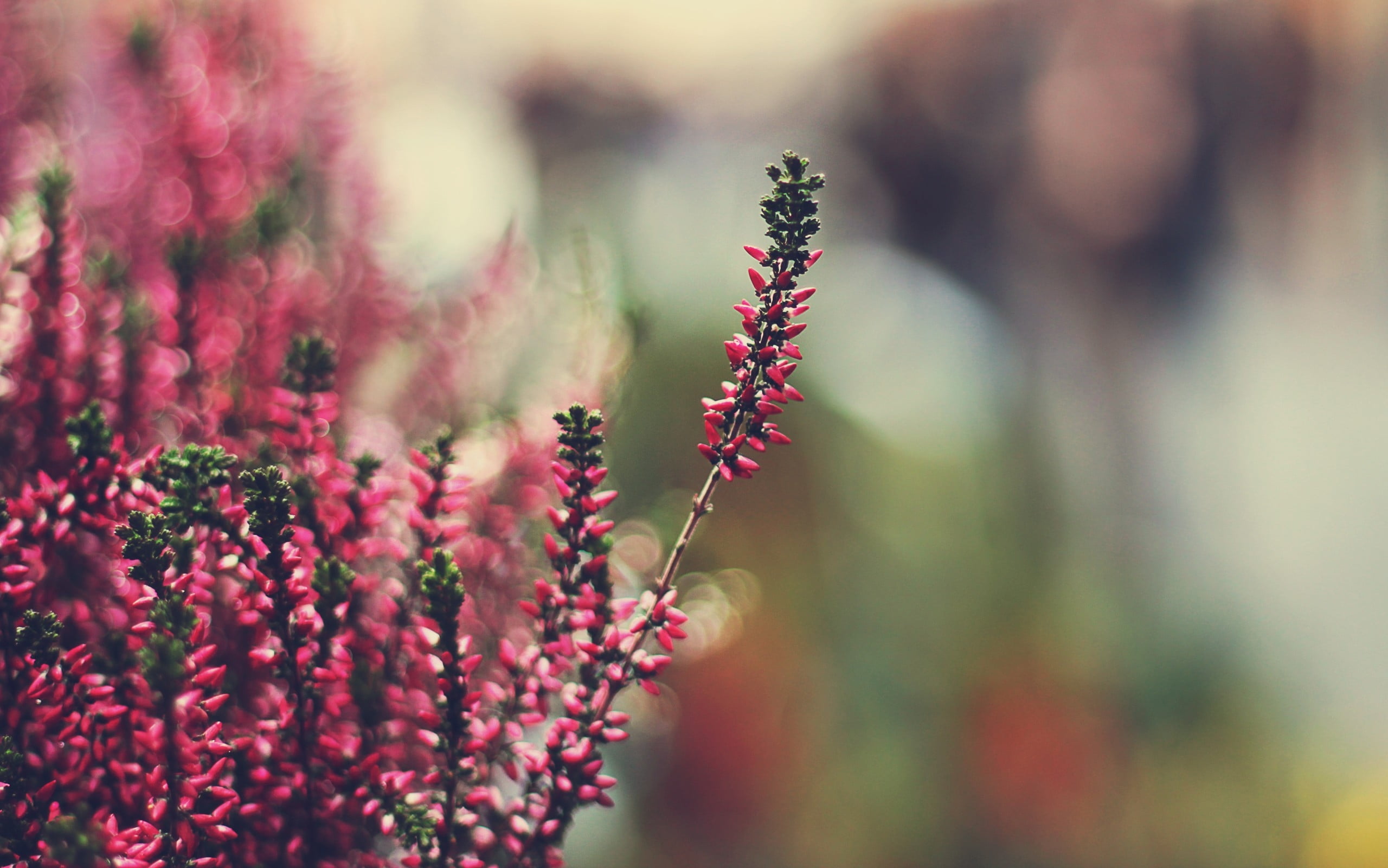 red floral bud in macro shot photography