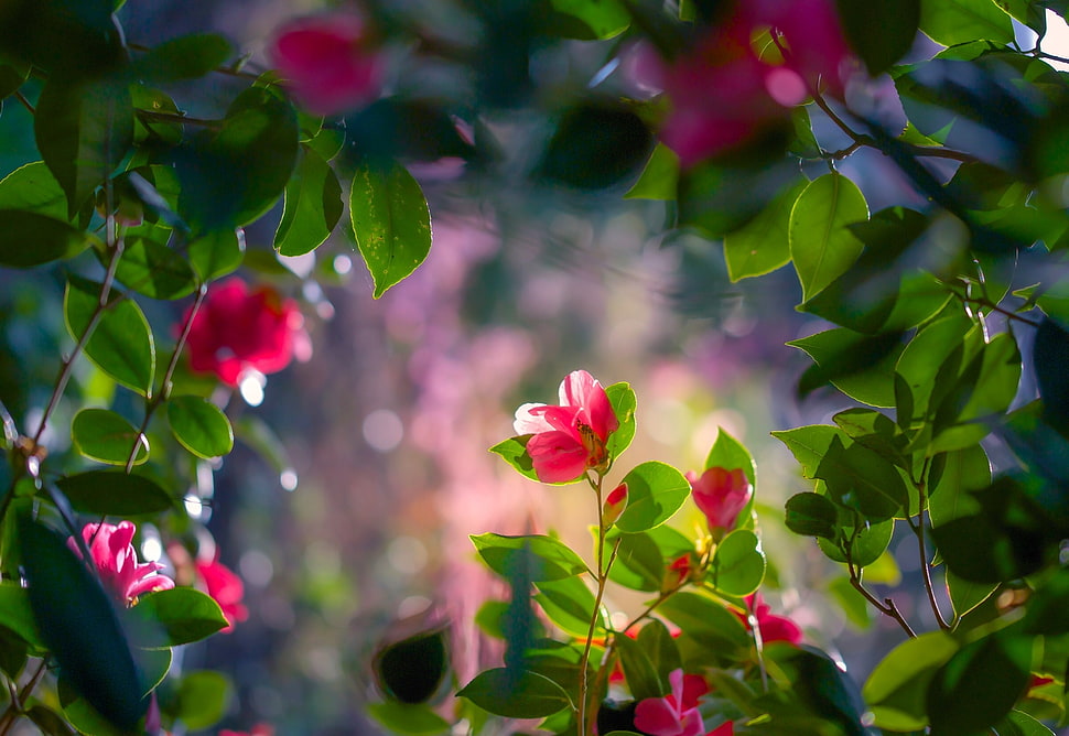 red mandevilla flowers, nature, flowers HD wallpaper